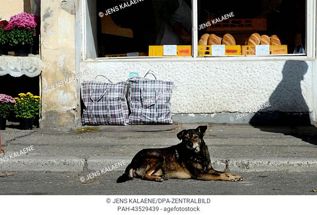 A stray dog sits outside of a bakery in a street in Pitesti, Romania, 21 October 2013. Numerous animal protection organisations