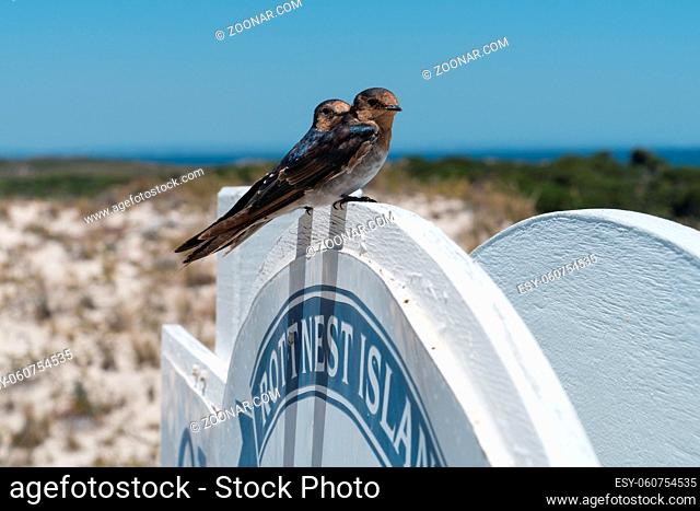 Welcome Swallow, Hirundo neoxena, image was taken on Rottnest Island, Western Australia