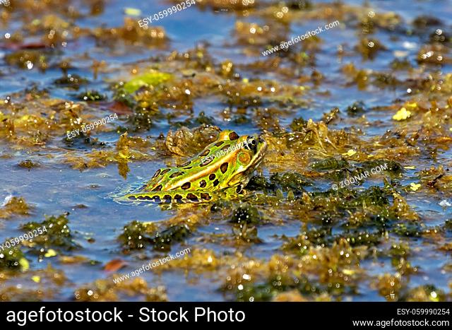 The northern leopard frog is the state amphibian of Minnesota and Vermont