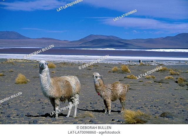 Salt pan, altiplano. White salt deposits, shallow water. Two lamas. Scrub vegetation