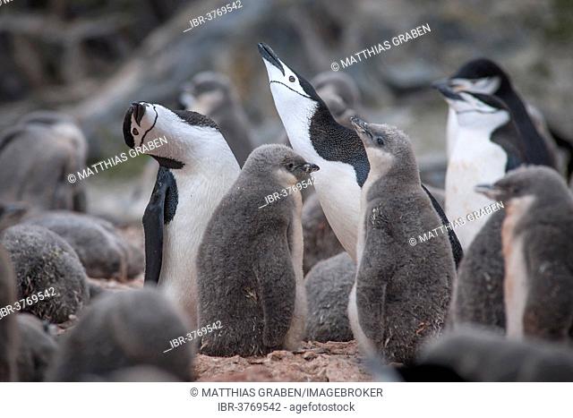 Chinstrap Penguins (Pygoscelis antarcticus), Hannah Point, Livingston Island, Antarctica