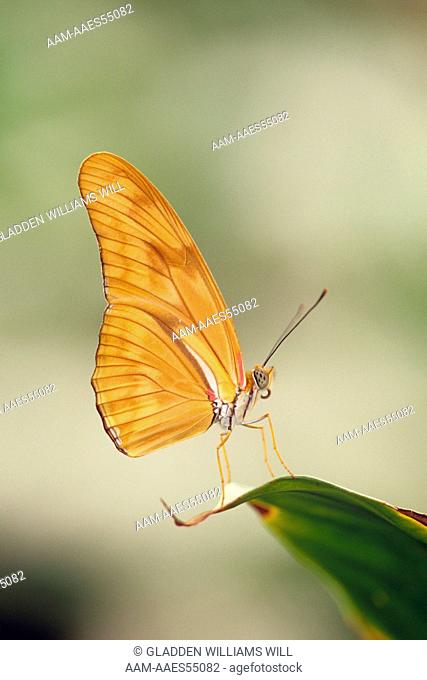 Julia Butterfly (Dryas julia) 97-05-37-60