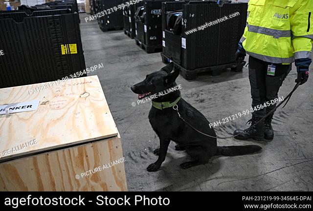 PRODUCTION - 07 December 2023, Hesse, Frankfurt/Main: Explosives detection dog Drago shows his handler Jennifer Zimmermann from Awias Aviation Services the...