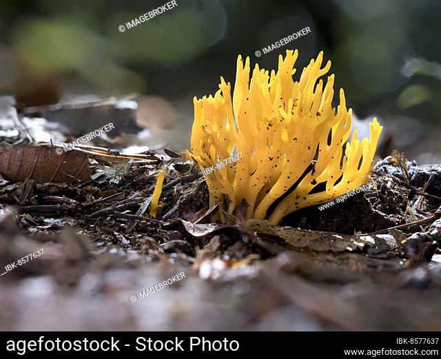 Golden yellow coral (Ramaria aurea) growing on the forest floor, North Rhine-Westphalia, Germany, Europe