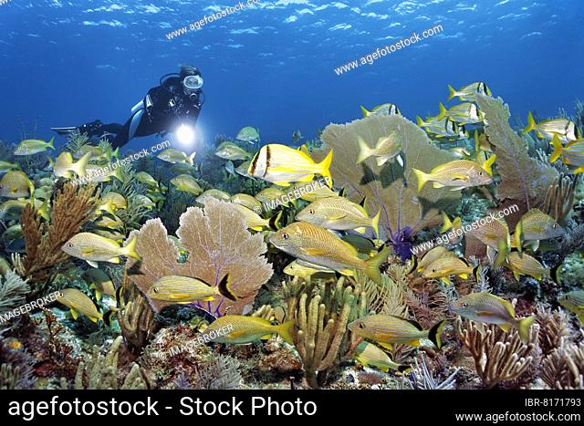 Diver looking at typical Caribbean coral reef with intact population of various soft corals, Venus fan, Giant Slit-pore Sea Rod (Plexaurella nutans) (Gorgonia...