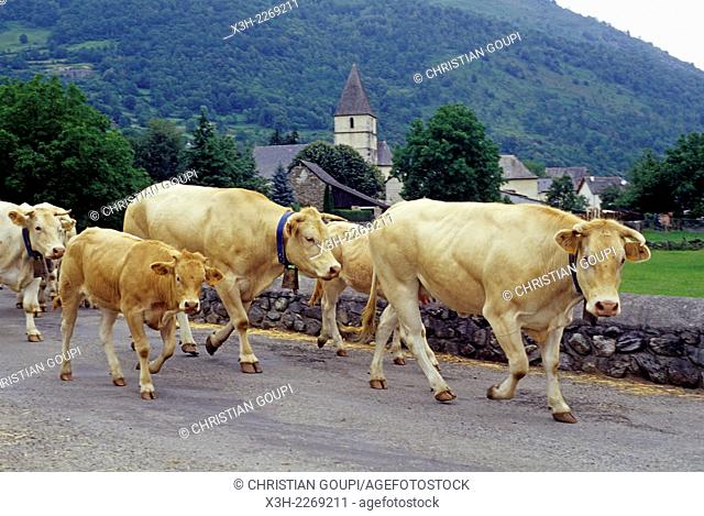 herd of cows moving to summer pastures at Bielle, Ossau Valley, Pyrenees-Atlantiques department, Aquitaine region, France, Europe