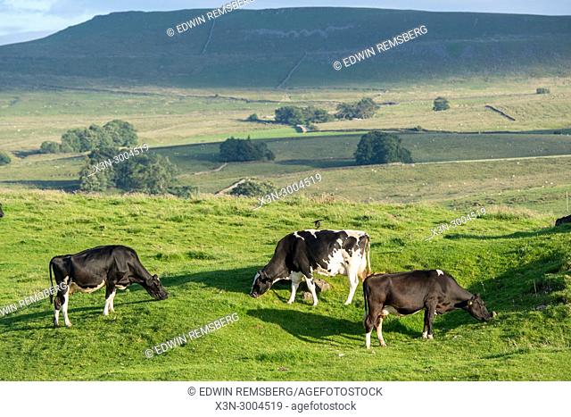 Cows graze sunlight pasture, Yorkshire Dales, UK