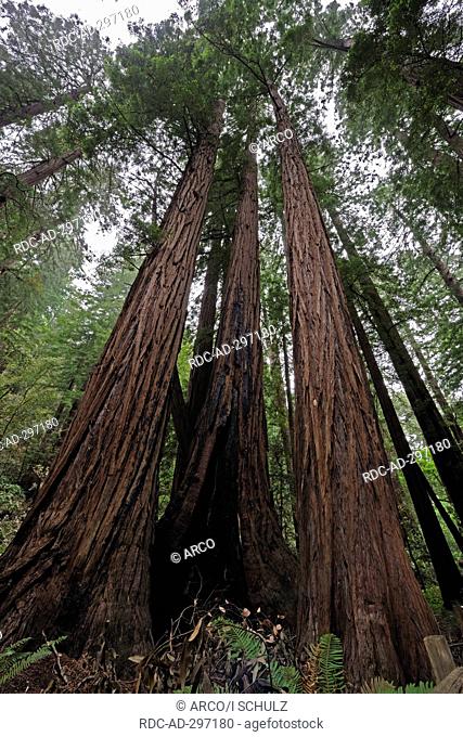 Coast Redwoods, Muir Woods National Park, California, USA / Sequoia sempervirens