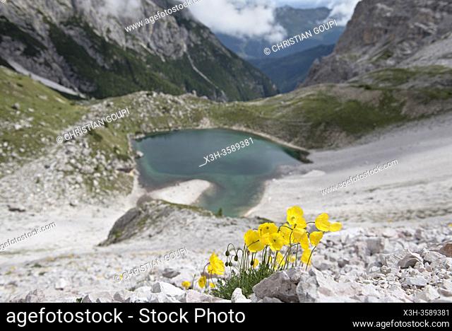 bouquet de Pavots des Alpes en surplomb du Lago dei Piani inferiore , Parc naturel des Tre Cime (Drei Zinnen), Dobbiaco, Region du Trentin-Haut-Adige