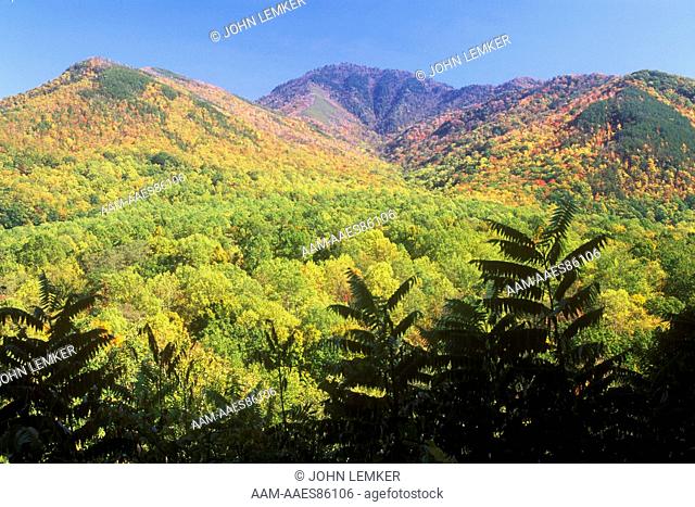 Mt. Leconte in Autumn, Smoky Mountains N.P., Tennessee