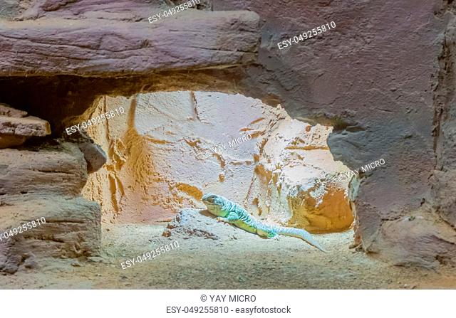 green dotted iguana lizard sitting on a rock in his cave mountain desert environment