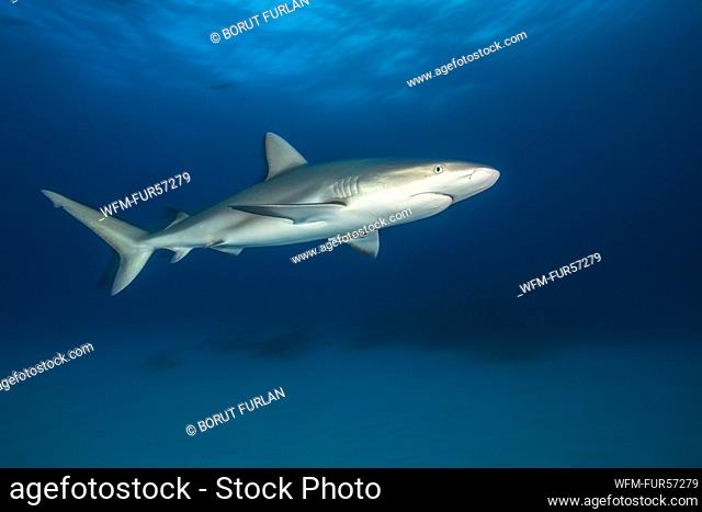 Caribbean Reef Shark, Carcharhinus perezii, Tiger Beach, Bahamas