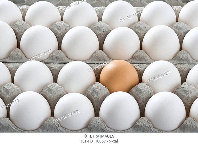 One brown egg among many white eggs