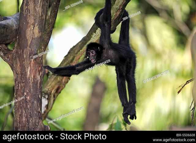 Black red-faced spider monkey (Ateles paniscus)