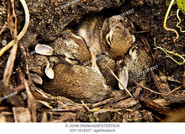 Newborn rabbits cuddle in hole