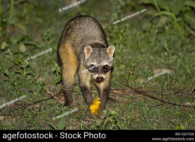 Crab-eating raccoon (Procyon cancrivorus), Crab-eating raccoon, Small bears, Predators, Mammals, Animals, Crab-eating raccoon adult, feeding on mango at night