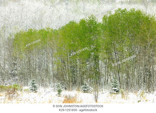 Spring woodland in snowstorm. Ontario. Canada