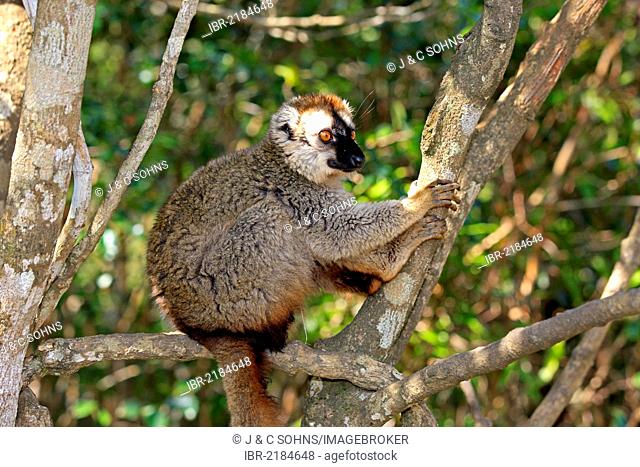 Red-fronted Lemur (Lemur fulvus rufus), adult in a tree, Berenty Reserve, Madagascar, Africa
