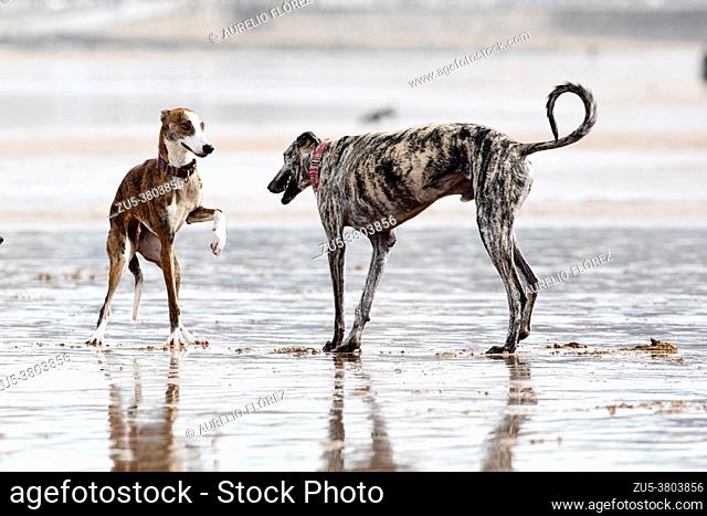 The dog, called domestic dog or canine, and in some places colloquially called pooch, tuso, choco, among others; It is a carnivorous mammal of the Canidae...