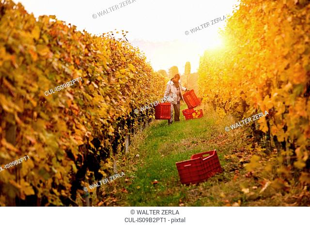 Worker harvesting red grapes of Nebbiolo, Barolo, Langhe, Cuneo, Piedmont, Italy