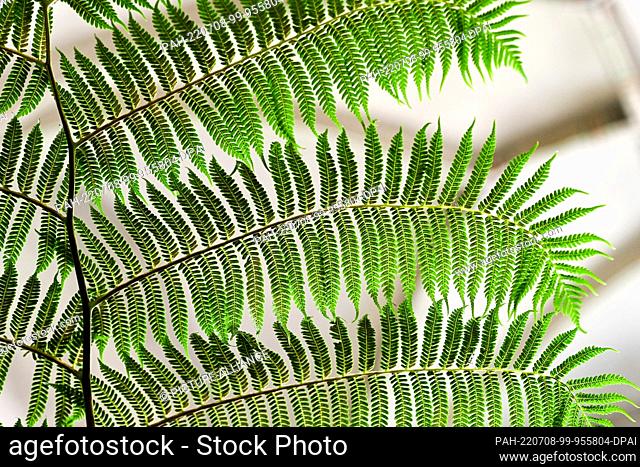 08 July 2022, Brandenburg, Beelitz: The filigree leaves of a tree fern can be seen at the flower hall show ""Surprising messages - Pure harmony of greenery and...