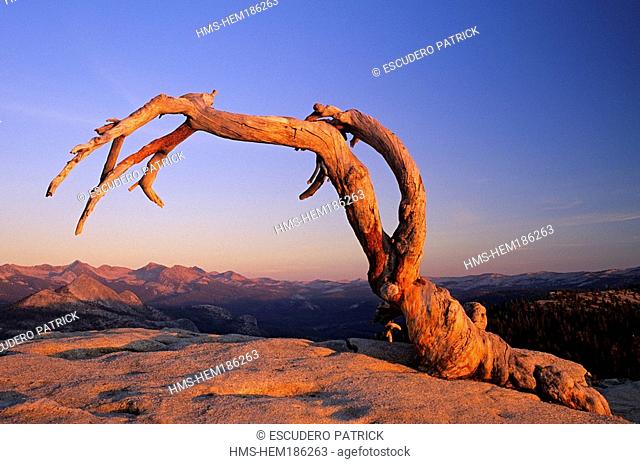 United States, California, Yosemite National Park listed as World Heritage by UNESCO, Jeffrey Pine on Sentinel Rock
