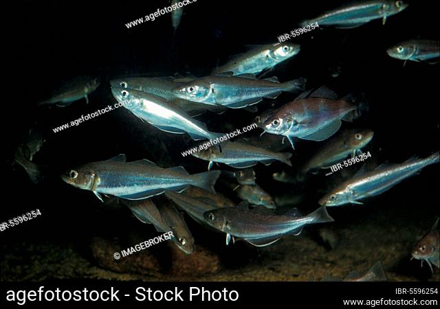Fish, merlangius (Merlangius merlangus) A shoal with a few pout (Trisopterus luscus)