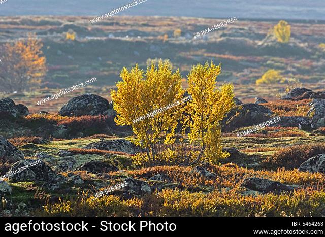 White birch, downy birch (Betula pubescens) (Betula alba) on the tundra in autumn, Rondane National Park, Dovre, Oppland, Norway, Europe
