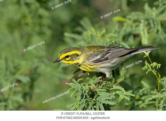 Townsend's Warbler (Dendroica townsendi) immature female, first winter plumage, perched on twig during migration, Gulf Coast, Texas, U.S.A., April