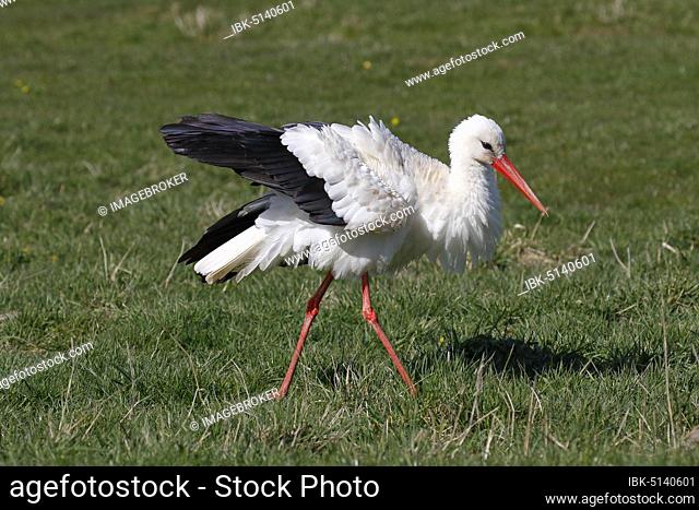 White stork (Ciconia ciconia) airs its plumage, Elbe meadows, Wedel, Schleswig-Holstein, Germany, Europe