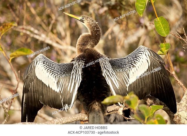 Anhinga, Anhinga anhinga, drying it's wings in the Everglades Florida, USA