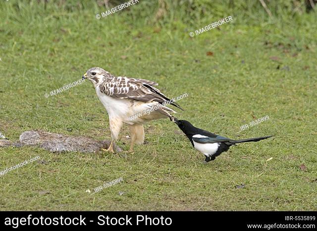 Common Buzzard, steppe buzzards (Buteo buteo), buzzards, birds of prey, animals, birds, Common Buzzard adult, feeding on rabbit carcass