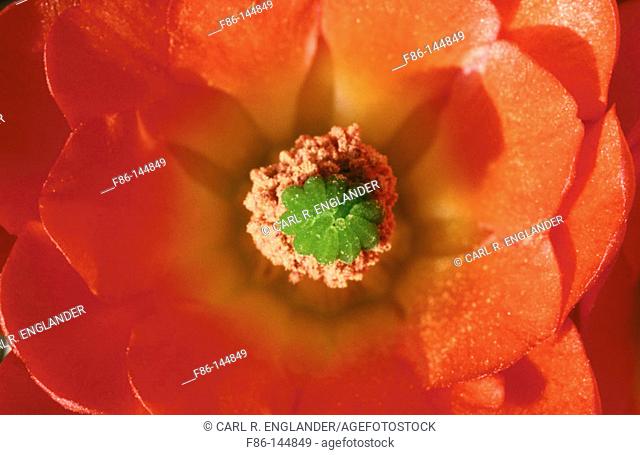Claret Cup Cactus flower close-up.  Echinocereus triglochidiatus. Joshua Tree National Park. California. USA