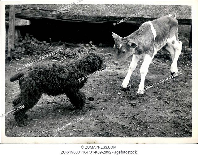 1967 - Calf Love.: Two young things get together and althoug Molly the calf is a little shy, the poddle Emmrill, Geraint, is very keen to make friends