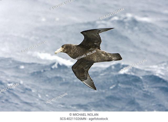 Southern Giant Petrel Macronectes giganteus on the wing in and around the Antarctic Peninsula rr