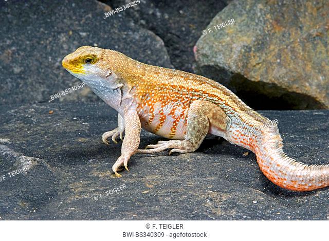 Red-sided curlytail lizard, Haitian curly-tail (Leiocephalus schreibersii), male