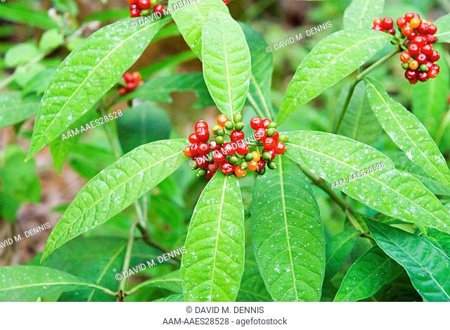 Dull Leaf Wild Coffee (Psychotria sulzneri) Highlands Hammock State Park, near Sebring, FL