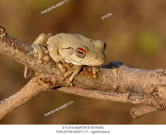 Roths Frog Litoria rothii adult, sitting on branch, Western Australia, Australia, september