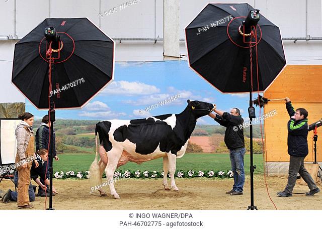 A top class milker stands in front of a backdrop while it gets pictured during the competition 'Show Of The Best' (lit.) in Verden, Germany, 27 February 2014