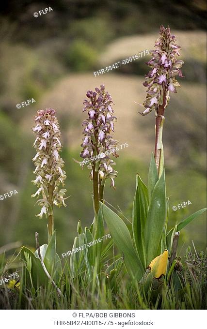 Giant Orchid Barlia robertiana flowering, Cyprus
