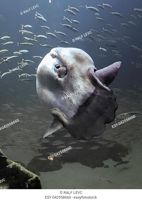 Denmark, Hirtshals - North Sea Oceanarium - Sunfish