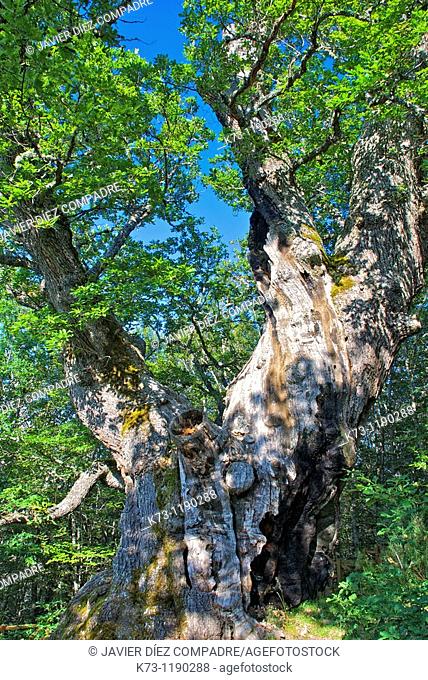 Roblon de Estalaya (Quercus Petraea). Fuentes Carrionas y Fuente Cobre-Montaña Palentina Natural Park. Palencia province, Castilla y Leon, Spain