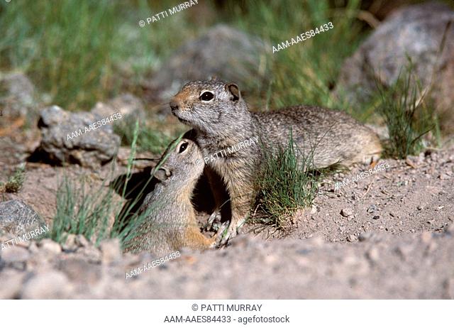 Uinta Ground Squirrel (Spermophilus armatus) grooming, Yellowstone NP, WY