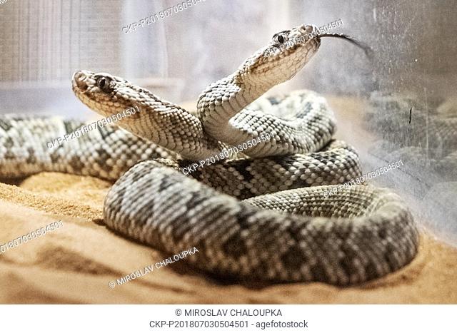 Two cubs of a Crotalus unicolor pit viper are seen in the Pilsen Zoo, Czech Republic, on July 3, 2018. (CTK Photo/Miroslav Chaloupka)