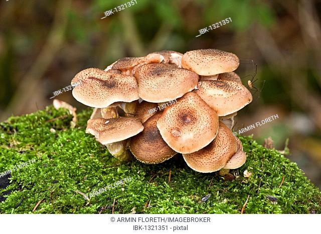 Mushrooms on a tree stump with moss