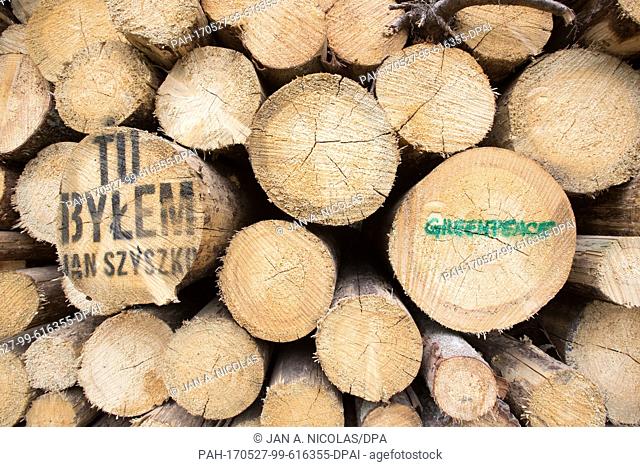 A Greenpeace campaign has left many logged trees with spray painted slogans in a bid to protest the ongoing large-scale logging in the Bialowieza Forest Natural...