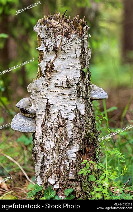Tinder fungus growing on dead wood, bokeh