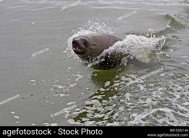 SOUTH AFRICAN cape fur seal (arctocephalus pusillus), FEMALE WITH WAVES, CAPE CROSS IN NAMIBIA