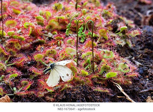 Deadly danger in swamp - Large White Butterfly Pieris brassicae caught in Round Leaved Sundew Drosera rotundifolia - Bavaria/Germany