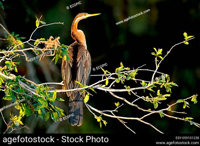 African darter (Anhinga rufa) perched in a tree, Kruger National Park, South Africa